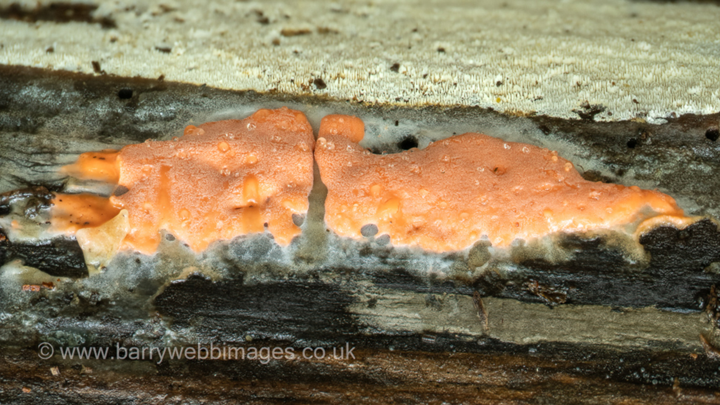 Photo © Barry Webb Dictydiaethalium plumbeum by Barry Webb